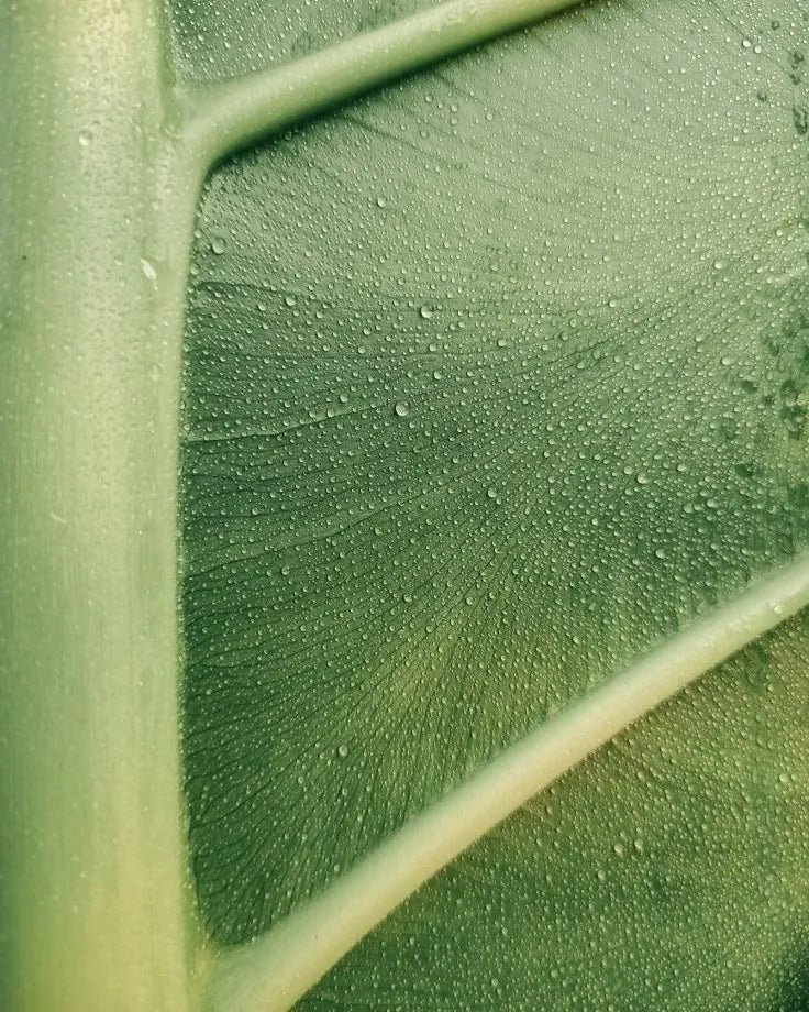 Biomimética no skincare: natureza como tecnologia